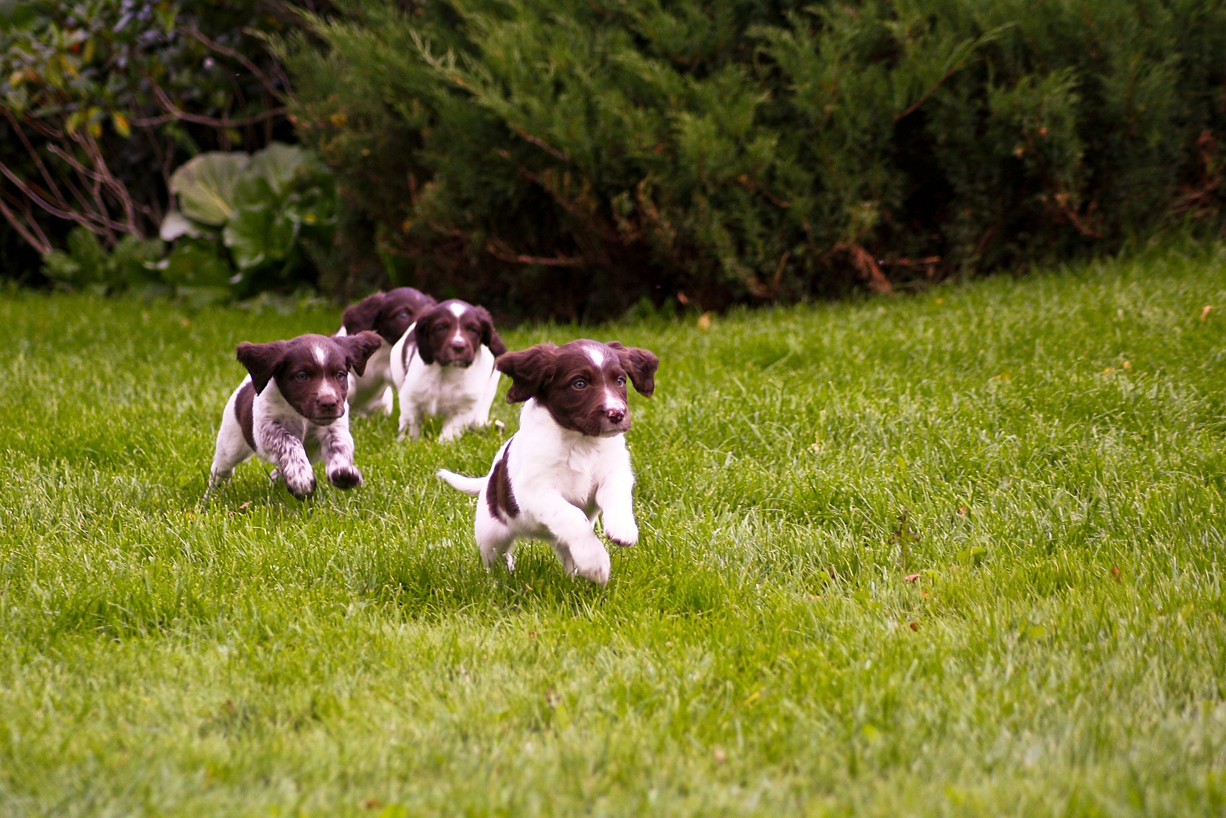 Benefits of Dog walking in Omaha NE