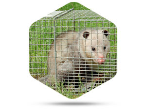 What To Expect From Opossum Removal In Columbus, OH