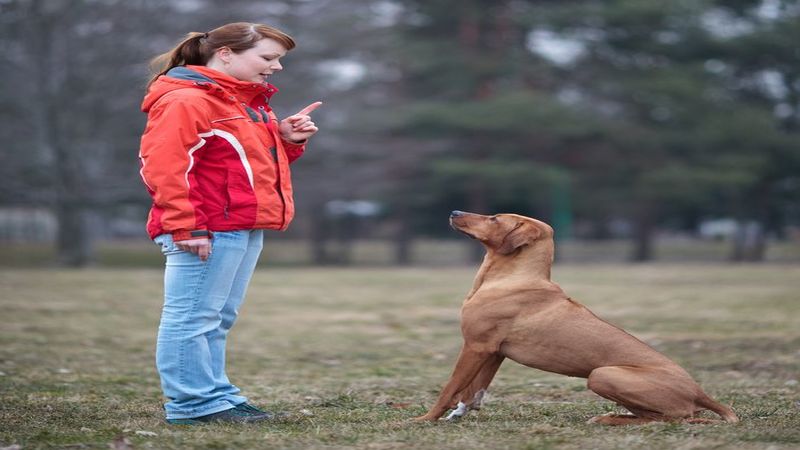 The Total Package for Pet Sitting in Omaha NE