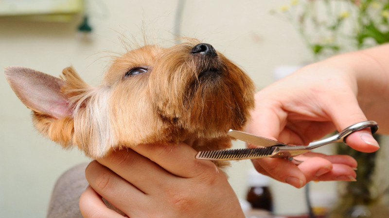 Give Your Pet the Care They Deserve with Pet Grooming in Loveland