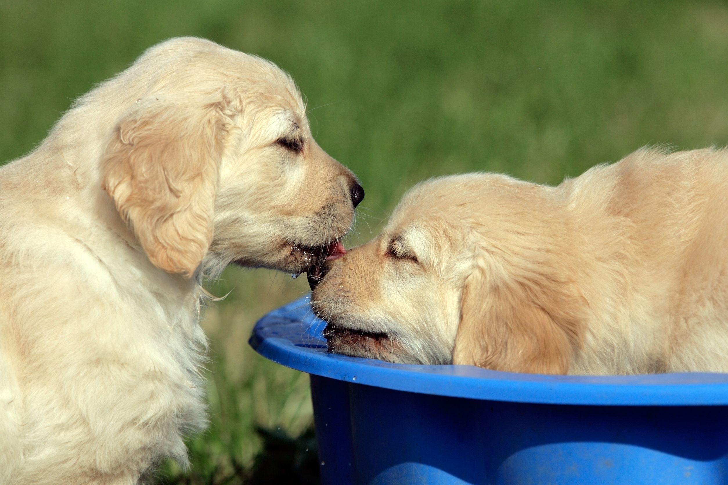 It’s Worthwhile to Use a Dog Grooming Service in Loveland