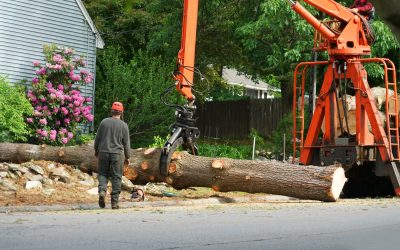 A Top-Notch Tree Service in Marietta, GA, Is Something You Can Rely on Regardless of the Job