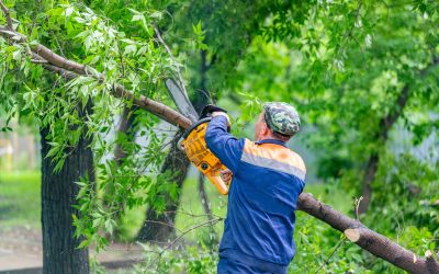 Reliable Emergency Tree Service in Marietta, GA, for Quick and Safe Solutions